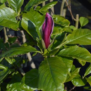 Magnolia liliiflora 'Nigra' (AGM) 3L