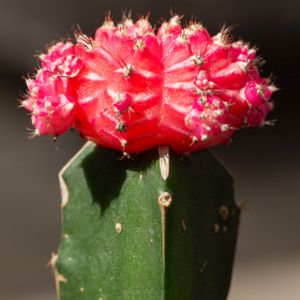 Cactus Gymnocalycium mihanovichii Japan Mixed (5.5cm Pot)