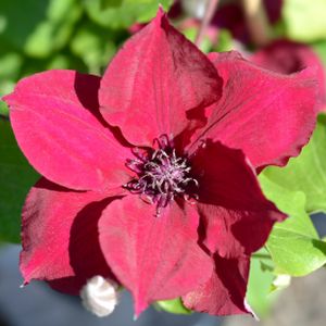 Clematis 'Nubia' (syn 'Evipo079') 3L