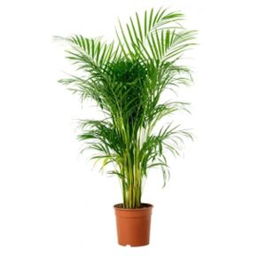 Areca Palm Dypsis (24cm Pot)