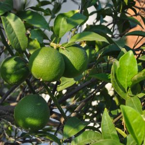 Lime Tahiti Citrus x latifolia 3L