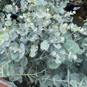 Eucalyptus gunnii 'Azura' 3L