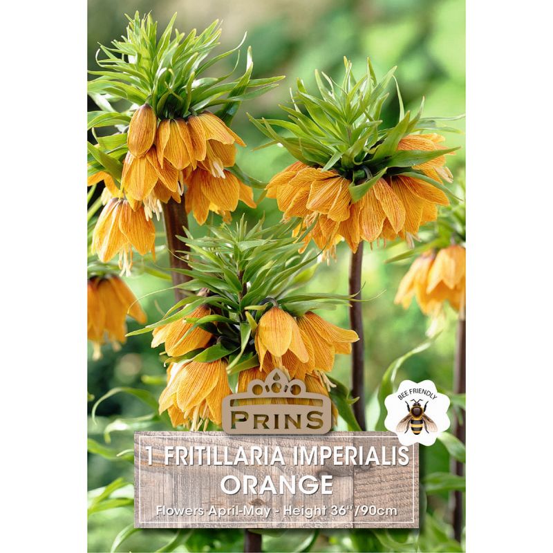 Prins Fritillaria Imperialis Orange
