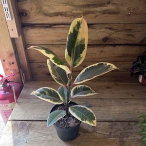 Ficus elastica 'Tineke' (27cm Pot)