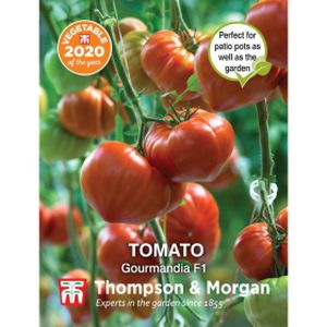 Thompson & Morgan Tomato Gourmandia F1 Hybrid