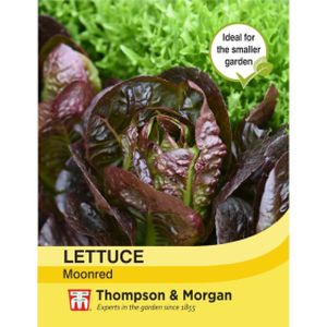 Thompson & Morgan Lettuce Moonred
