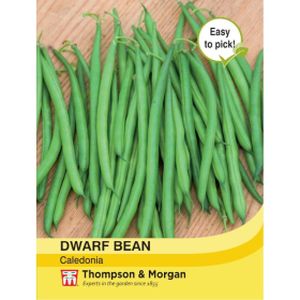 Thompson & Morgan Dwarf Bean Caledonia