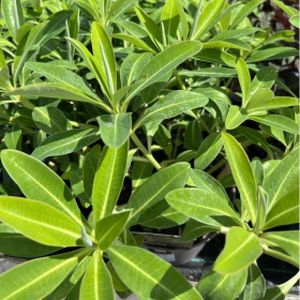 Euphorbia x pasteurii 'Honey Pot' 3L