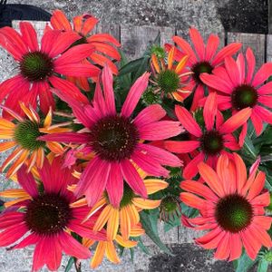 Echinacea 'Sunseekers Coral' 3L