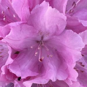 Rhododendron 'Lumina' (Yak. Hybrid) 3L
