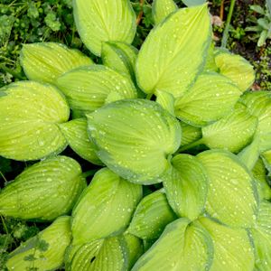 Hosta 'Stained Glass' 3L