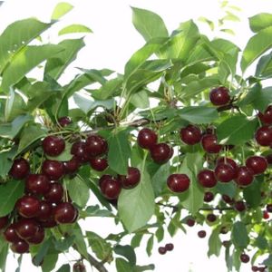 Cherry Prunus 'Athos' (Own Root) Patio 11.5L
