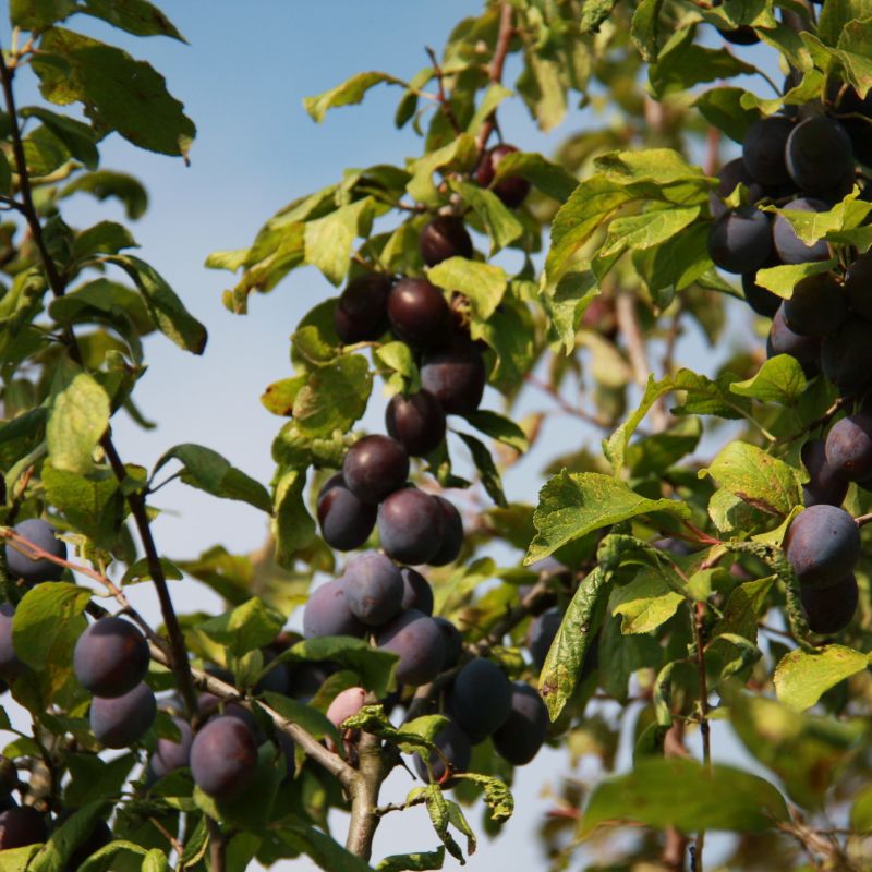 Damson Prunus 'Sweet Prune' (VVA-1) Bush 12L