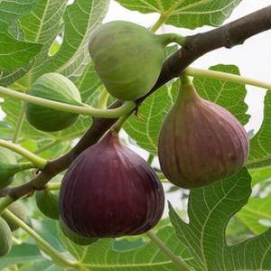 Fig Ficus carica 'Brown Turkey' (AGM) (Trellis) 20L