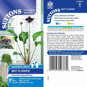 Suttons Houseplant  - Bat Flower Seeds