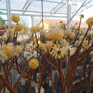 Edgeworthia chrysantha 'Grandiflora' 3L