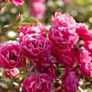 Rosa 'Graciously Pink' (Miniature Patio)