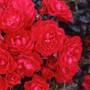 Rosa 'Raspberry Royale' (Miniature Patio) 5L