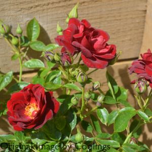 Rosa 'Sweet Wishes' (Miniature Patio) 5L