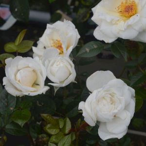 Rosa 'White Patio' (Patio Miniature) 5L