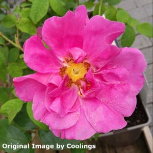 Rosa gallica var. officinalis (Shrub) 5L