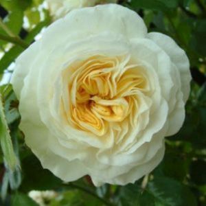 Rosa 'Clarence House' (Climber) 5L