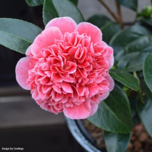 Camellia japonica 'Volunteer' 3L