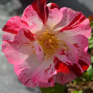 Rosa 'Crazy for You' (Floribunda) (AGM)