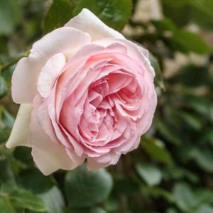 Rosa 'Eden Rose' (Climber) 4L