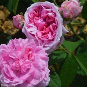 Rosa 'Comte de Chambord' (Shrub) 4L