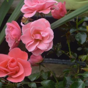Rosa 'Fascination' (Floribunda) (AGM) 5L