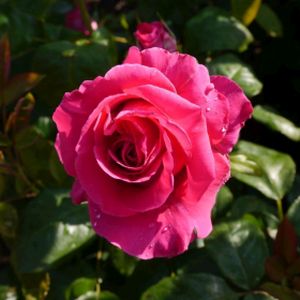 Rosa 'All My Loving' (Hybrid Tea) 5L