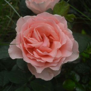 Rosa 'Donatella' (Hybrid Tea) 5L