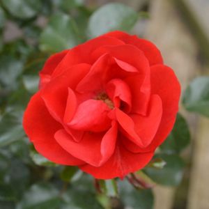 Rosa 'Eternity' (Floribunda) 5L