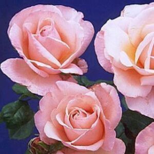 Rosa 'Happy Pearl Wedding' (Hybrid Tea) 5L