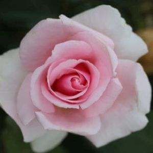 Rosa 'Let There Be Love' (Floribunda) 5L