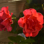 Rosa 'Precious Love' (Floribunda) 5L