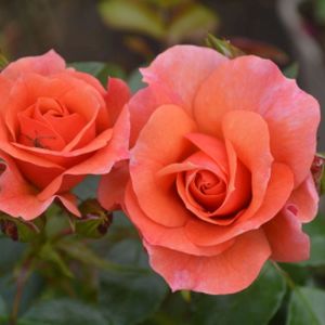 Rosa 'Summer Beauty' (Floribunda) (AGM)