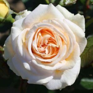 Rosa 'Timeless Cream' (Hybrid Tea) 5L