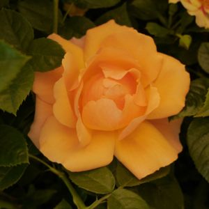 Rosa 'Queen Bee' (Floribunda) 5L