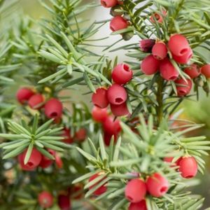 Yew Taxus baccata (AGM) Spiral 45L