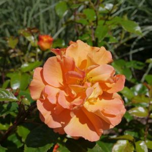 Rosa 'Precious Amber' (Floribunda) 5L