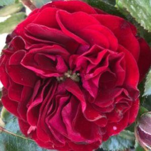 Rosa 'Ruby Romance' (Miniature Patio) 5L