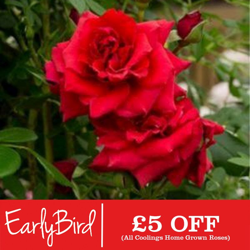 Rosa 'Ely Cathedral' (Shrub) 5L