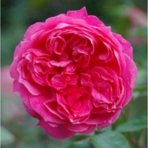 Rosa 'Ivor's Rose' (Shrub) 5L