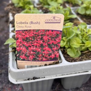Lobelia (Bush) Deep Rose Multi-Pack