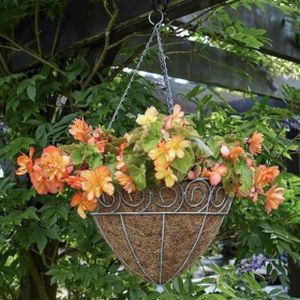 Tom Chambers Scrolled Cone Hanging Basket 30cm