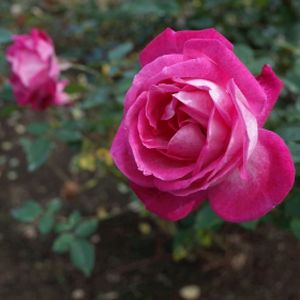 Rosa 'Rose Gaujard' (Hybrid Tea) 5L
