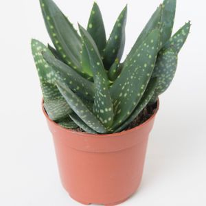 Aloe paradisicum (10.5cm Pot)