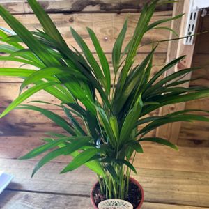 Areca Palm Dypsis (14cm Pot)